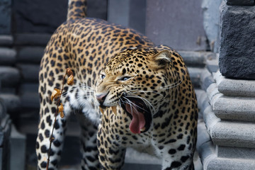 Panthère de Java qui s'étire agressive