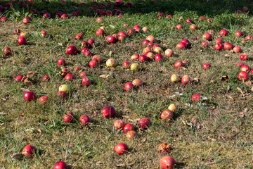 Several windfall apples lying on the ground in grass in autumn