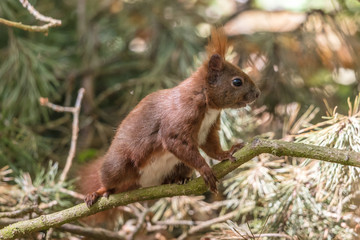 eichhörnchen