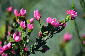 Deep pink flowers of the Australian Native Rose, Boronia serrulata, family Rutaceae, Royal National Park, Sydney, NSW, Australia