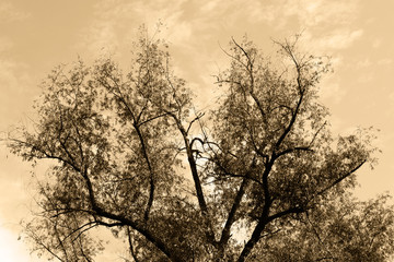 Golden leaves on the branches of the tree. Yellow autumn leaves in the rays of the setting sun. Warm photophone.     