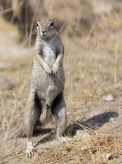 Cape ground squirrel