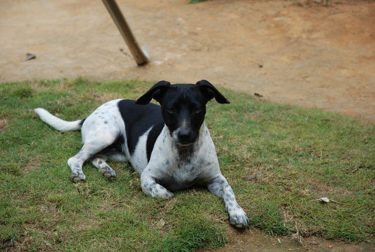 Cadelinha