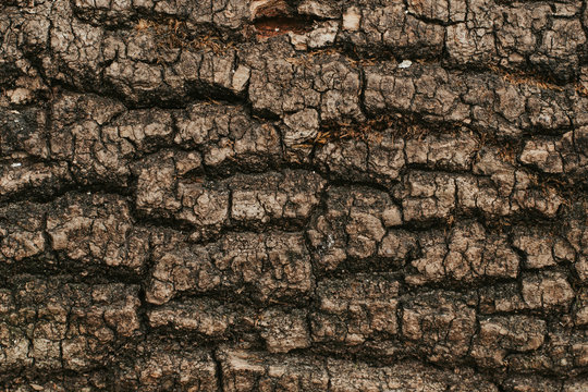 texture of the trees in the forest