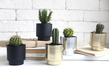 Fototapeta na wymiar house cactus plants in beautiful metal pots. an idea for decorating a room