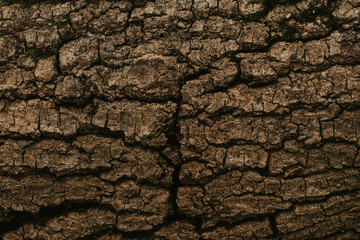 texture of the trees in the forest