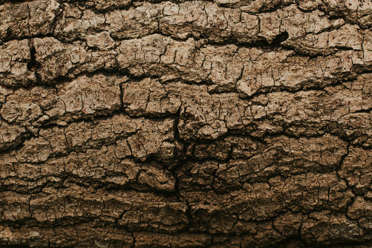 texture of the trees in the forest