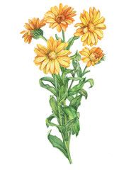 Bouquet of branches orange Calendula officinalis (also known as the field, marigold, ruddles) flower close up. Watercolor hand drawn painting illustration isolated on a white background.