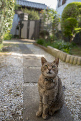 庭でくつろぐ猫