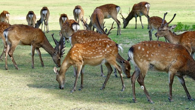 Rehrudel, Hirsche und Rehe im Rudel