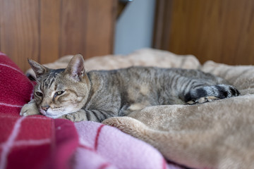 ベッドでくつろぐ猫