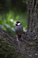 Java rice sparrow