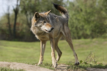 Fototapeta premium Europese wolf