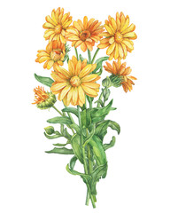 Bouquet of branches orange Calendula officinalis (also known as the field, marigold, ruddles) flower close up. Watercolor hand drawn painting illustration isolated on a white background. - obrazy, fototapety, plakaty