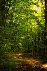 Beech forest. Main forest-forming species of European forests