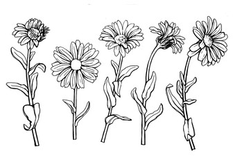 Set with Calendula officinalis (also known as the field, marigold, ruddles) flower close up. Black and white outline illustration hand drawn work isolated on white background.