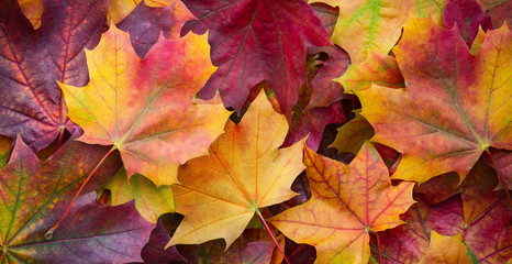 Naklejka na ściany i meble Big panoramic photo of multicolor autumn leaves background. Amazing multicolor autumn background