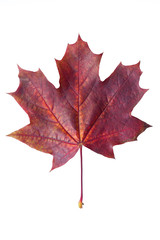 Colorful autumn maple leaf isolated on white background close up. Red maple leaf isolated on white background