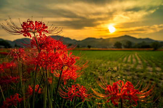 彼岸花 Images Browse 94 Stock Photos Vectors And Video Adobe Stock