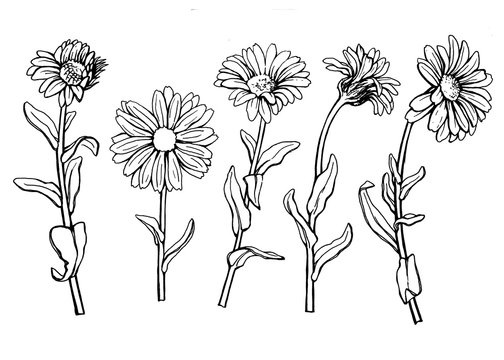 Fototapeta Set with Calendula officinalis (also known as the field, marigold, ruddles) flower close up. Black and white outline illustration hand drawn work isolated on white background.