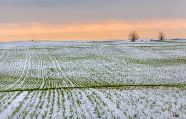 Winter fields in the snow. Winter. Wheat. Winter fields. South of Russia.