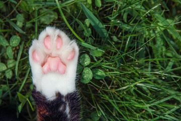 Closeup of a cats paw laying on grass