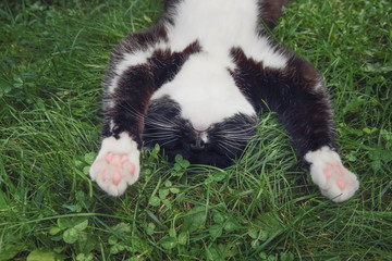A cute black and white tuxedo cat laying on its back sleeping in the grass
