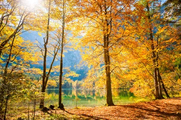 Abwaschbare Fototapete Herbst Herbstbäume am Ufer des Sees in den österreichischen Alpen.