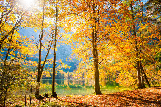Autumn trees on the shore of lake in Austrian Alps.