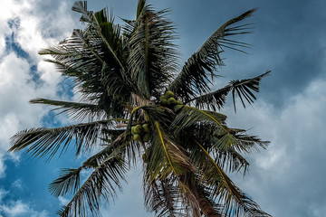 Fototapeta na wymiar Palm tree with coconuts against the blue sky on a sandy beach in the Philippines, El Nido