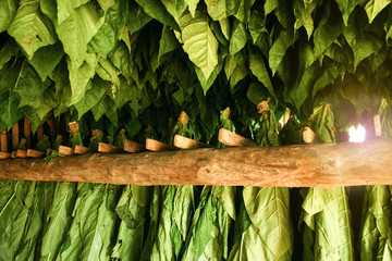 Tobacco leaves drying in a barn © soupstock