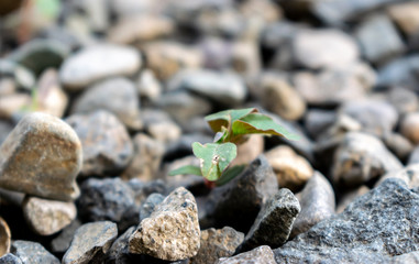 stone inside, growing bud. blurred close up