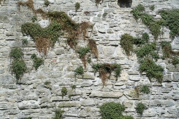 Wall of stone blocks with ivy