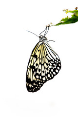 Butterfly hanging from leaf