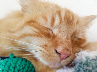 Ginger Car Sleeping