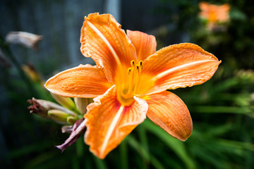 Close up of orange lily