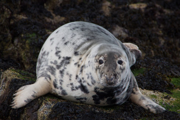 Seal looking at camera