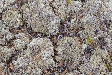 Lichen - Cladonia rangiferina.