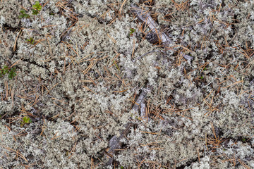 Lichen - Cladonia rangiferina.
