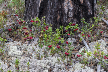 Cowberry grows in the forest.