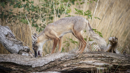 Corsac Fox in captivity