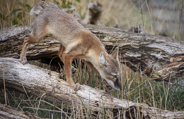 Corsac Fox in captivity