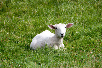 Lamb looking at camera