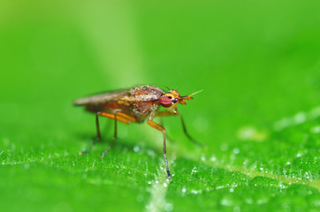 the bedbug sits on a leaf.