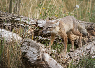 Corsac Fox in captivity