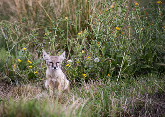 UK, Hamerton Zoo - 17 Aug 2018: Corsac Fox cub.