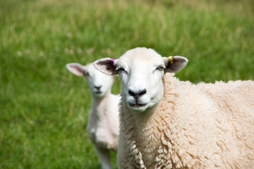 Lamb and mum looking at camera