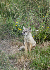UK, Hamerton Zoo - 17 Aug 2018: Corsac Fox cub.