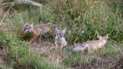 Young Corsac Foxes