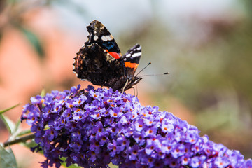 Red Admiral on Budlia